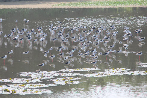 鳥類調查_高蹺鴴