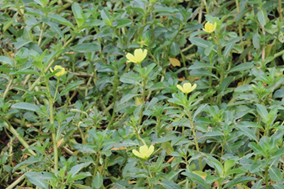 植物調查_台灣水龍