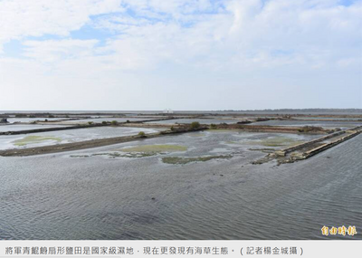 台南青鯤鯓扇形鹽田廢鹽24年 發現海草生態
